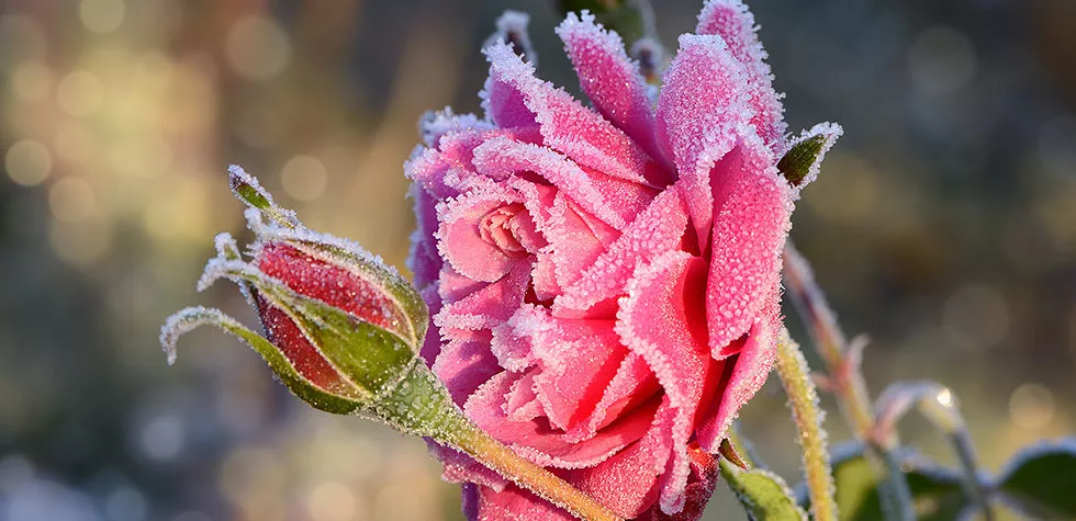 ��Ҫ�¼��徲�����Ż���������ݹ������������