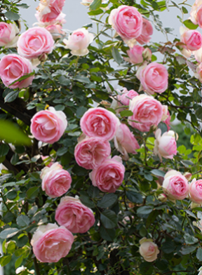 9001cc��ɳ�Գ�Ϊ��(�й�)���޹�˾����