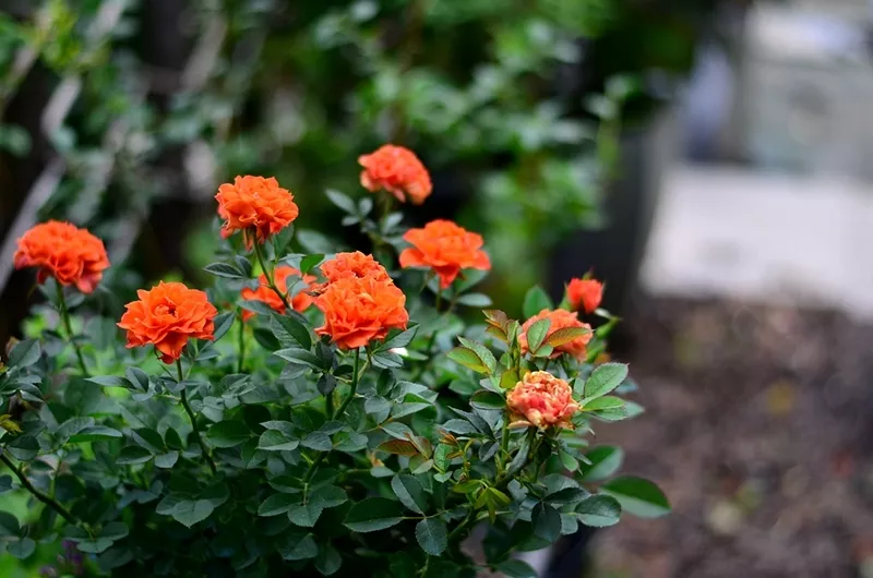 �������ȸ��¼������������������ﻨ�ִ�����