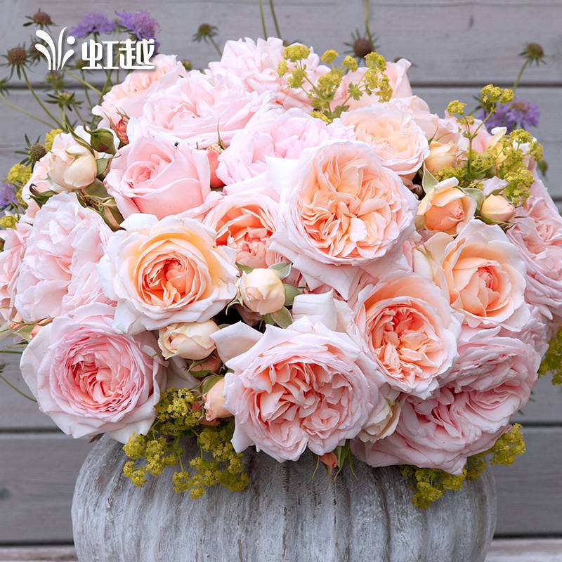 �Ƶ�˹�¼� ��ͯ��а����