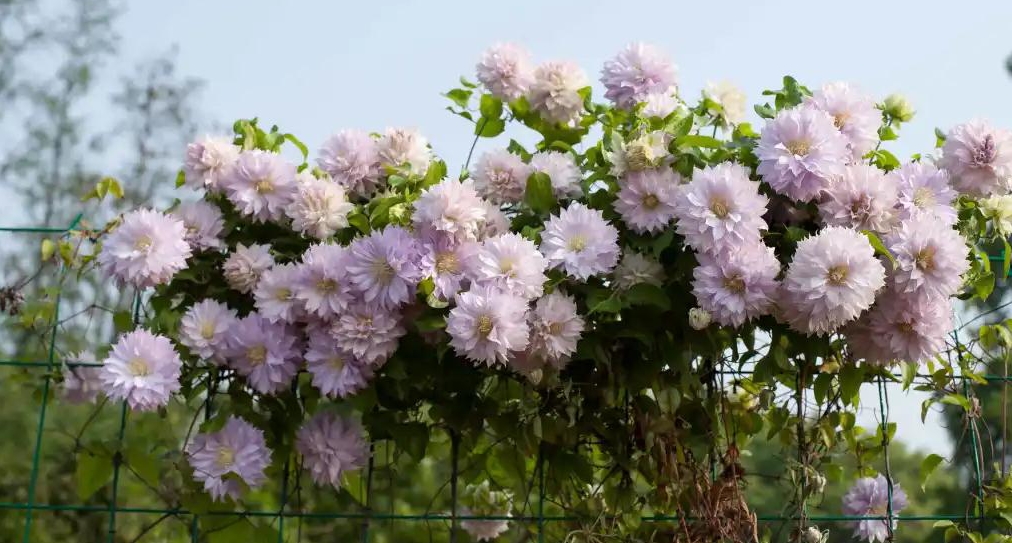 С�ռ�Ҳ������������Ļ�԰��ĺ���Ҫ����