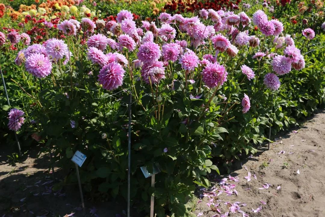 ����������ȫָ���������ջ�һƬ����