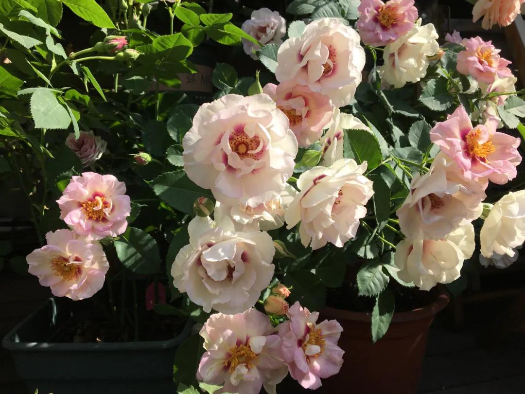 �����人20�O��¶̨��������100ݪֲ��