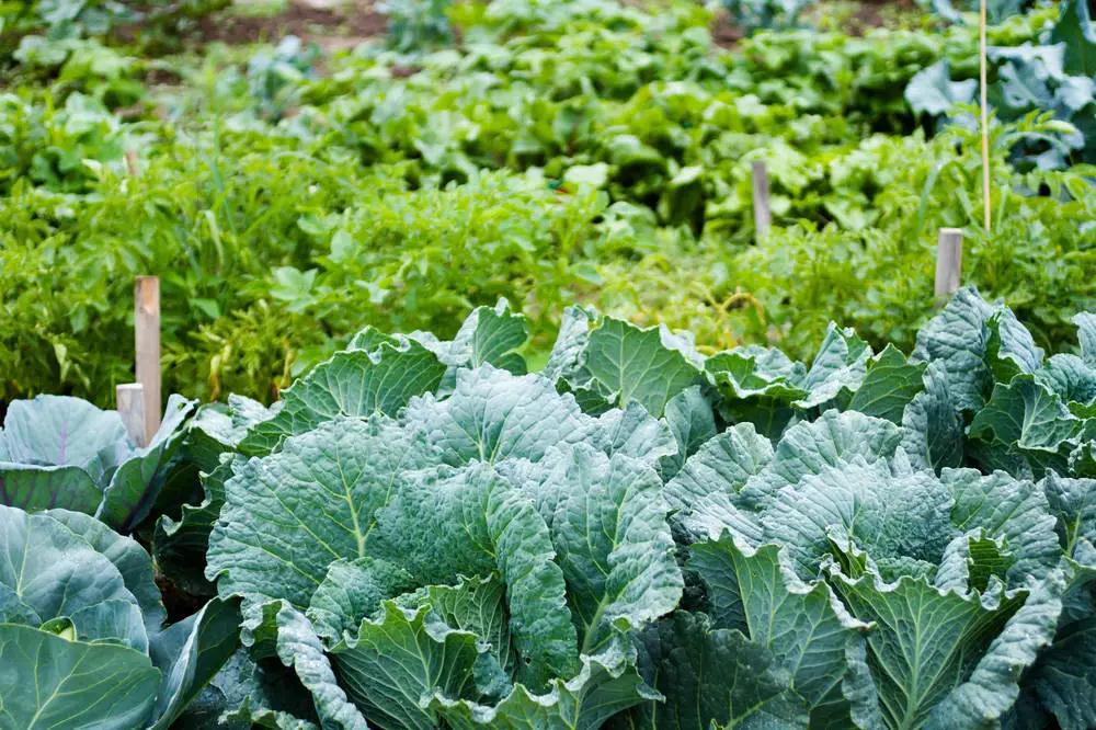 �������⻨԰���߽ǵ�Ҳ�������������ġ�