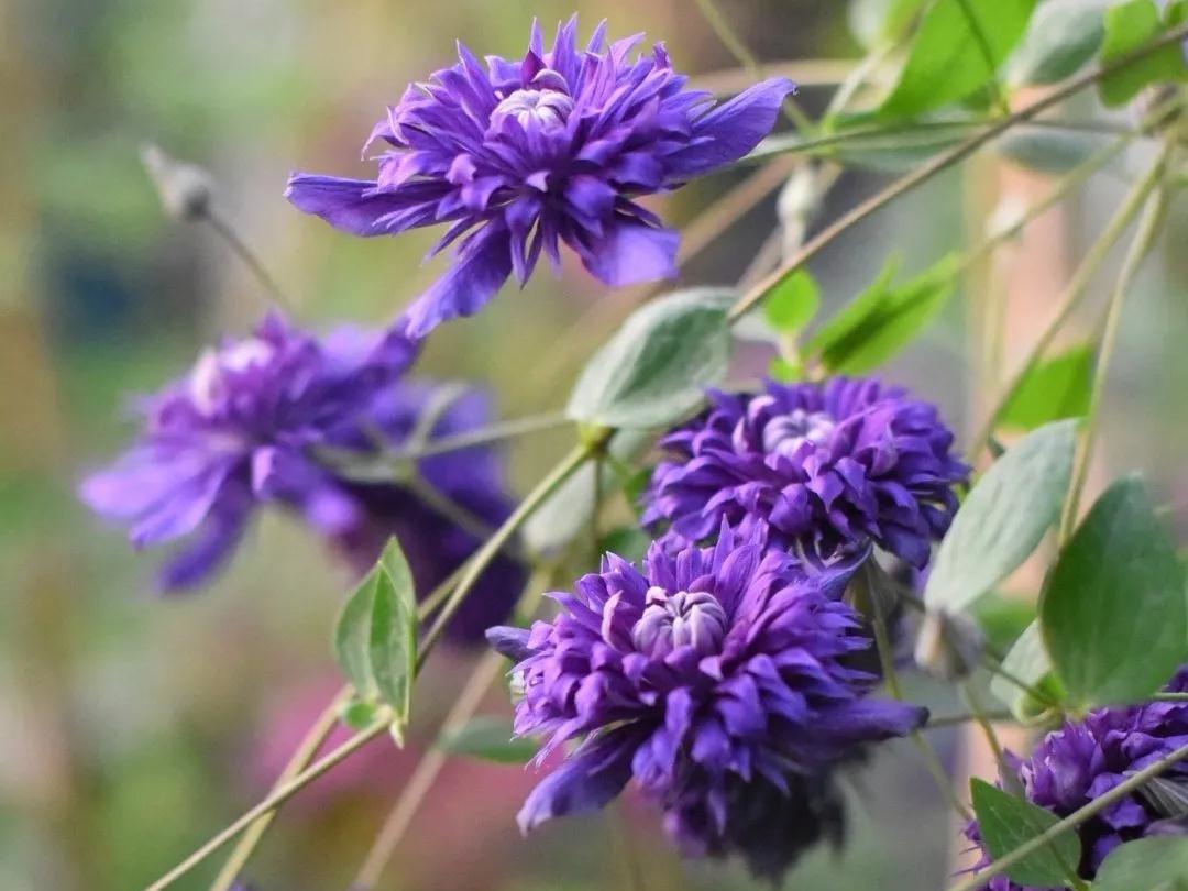 HI~����ð�ݵ���Ʒ����������������ƪѡƷָ������