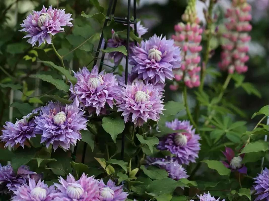 լ�һ��� | �����������޼�ָ����Ϊ����������