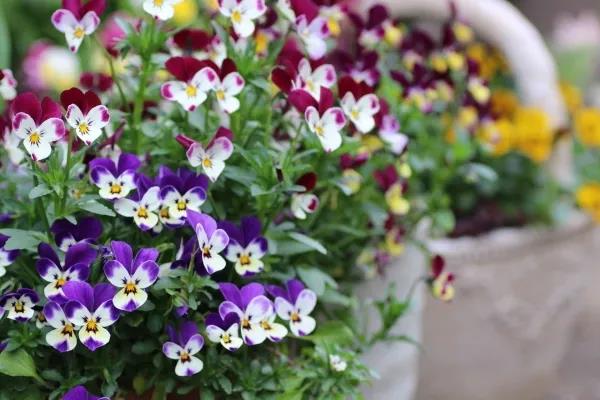 ֲ����һ�ȳ���һ��С���ӵ�����ؼ�