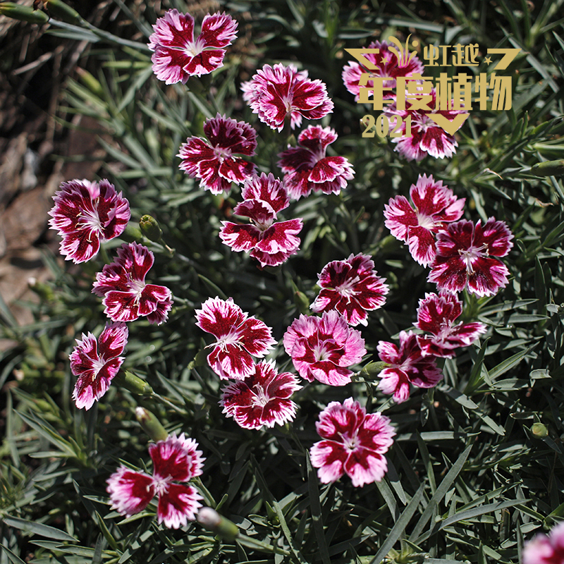 ���� ʯ�񡮺���3�š�