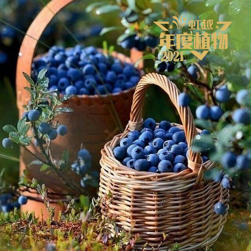 �簲 ��ݮ��9001cc��ɳ�Գ�Ϊ��1�š�