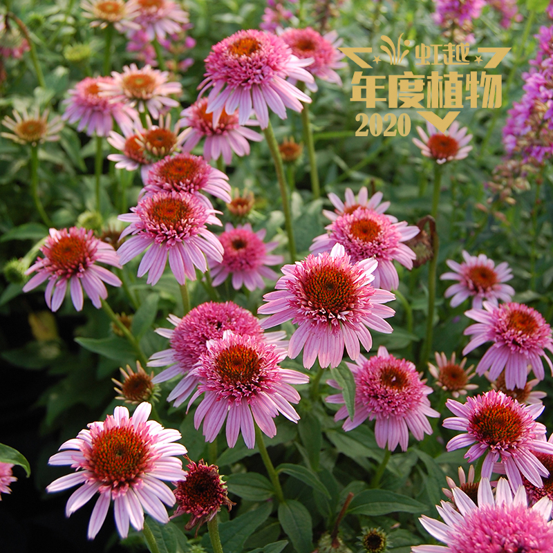 ���� �ɹ��ա�����֮�ǡ�