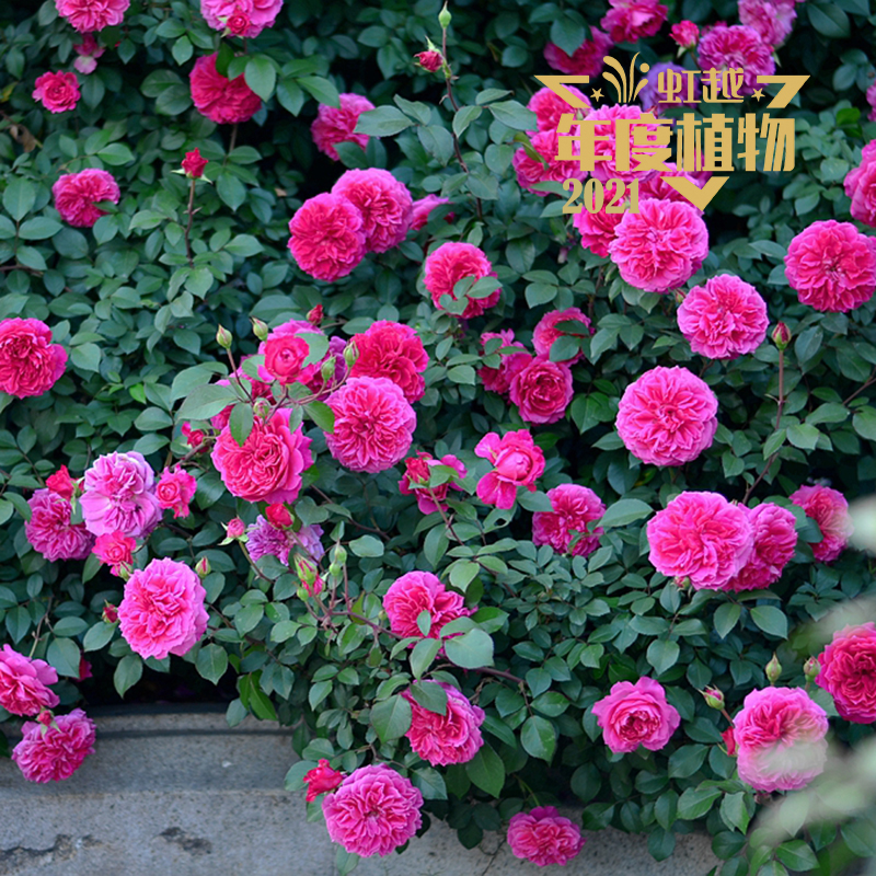 9001cc��ɳ�Գ�Ϊ�� �¼����ǹ����ơ�