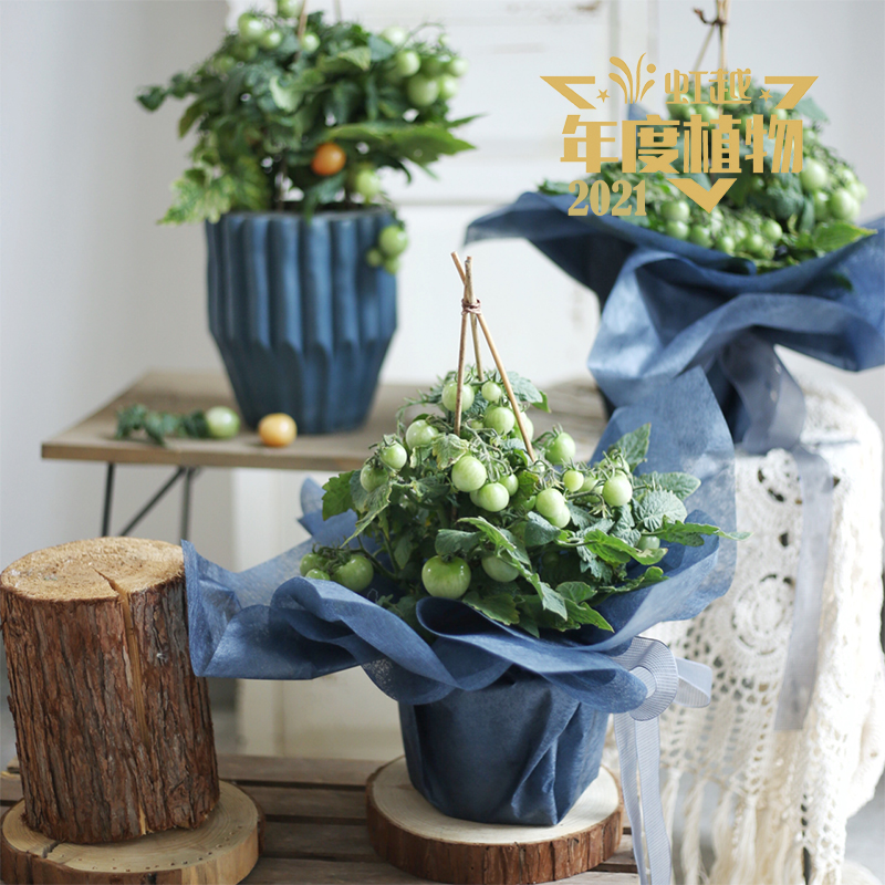 ����ֲ�� ���ѡ��첨椡�