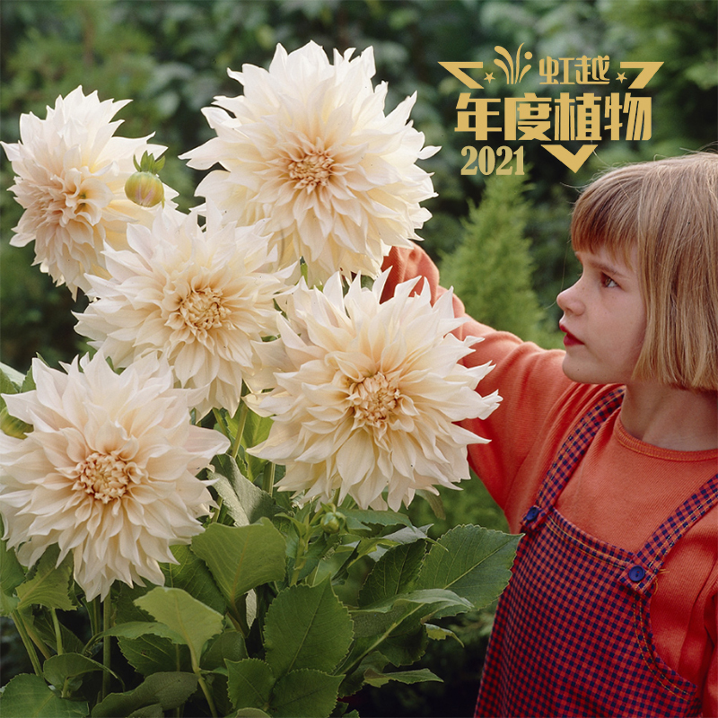 ���� ��������ţ�̿��ȡ�