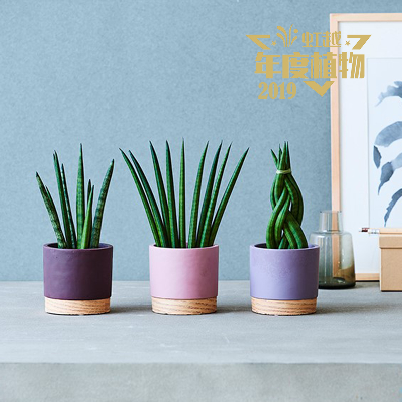 Easy care ��Ҷ��β��