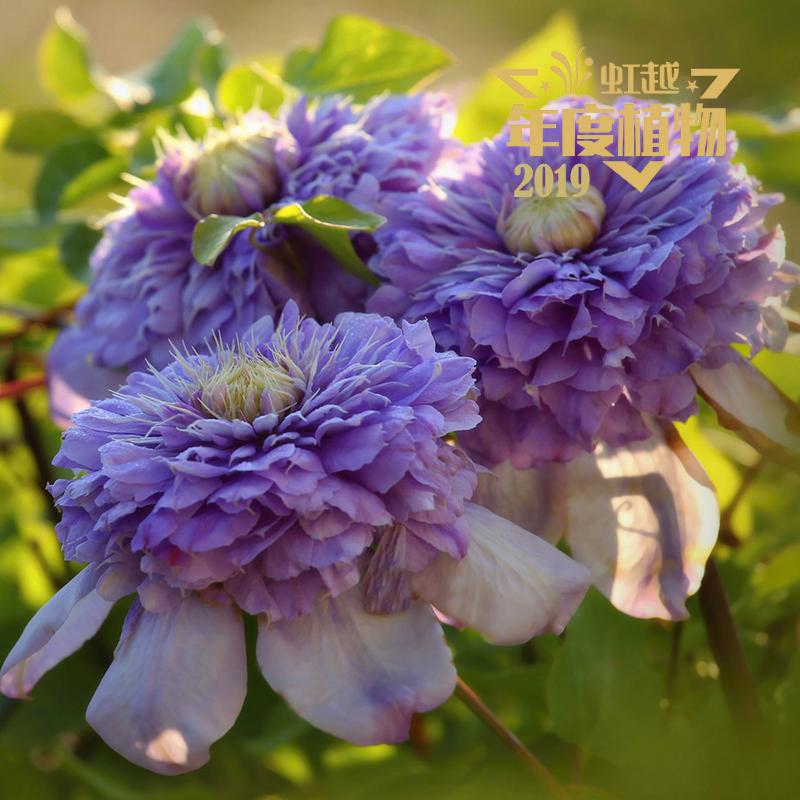 ����������ʯ���⡱