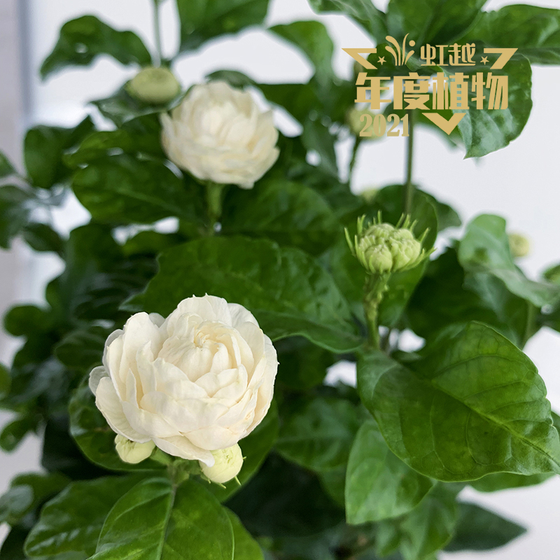 ���� ��ͷ�����޻��ǡ�