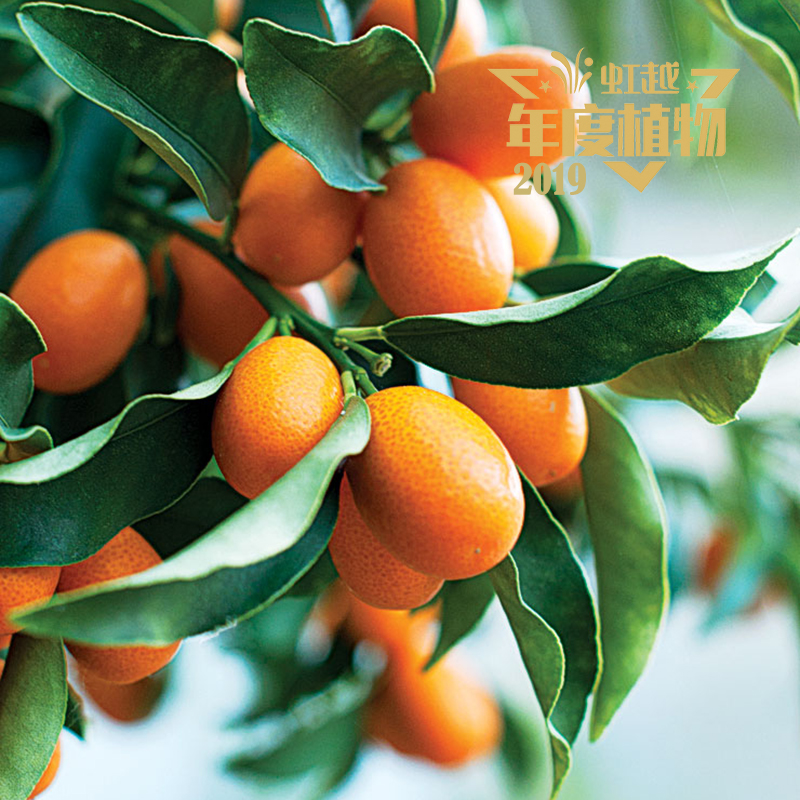 ��Ƥ��ۡ��ȹ���