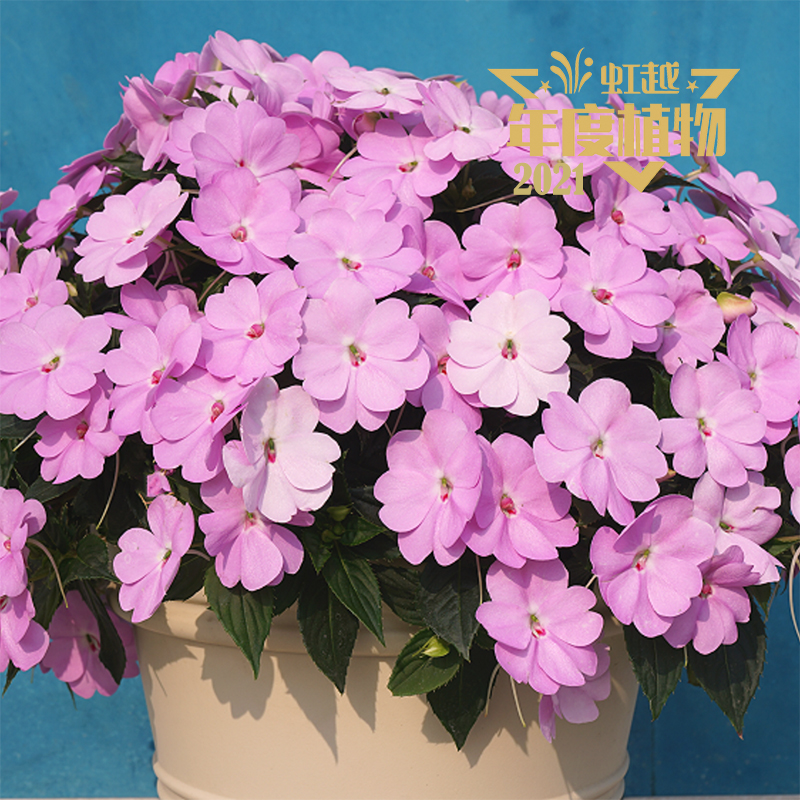 ���� ���ȷ���ɣ��˹�������ϡ�