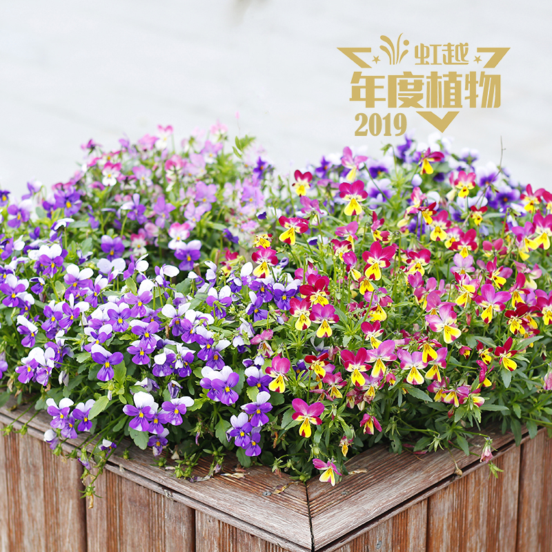 ��߹߹ С���ӽ���