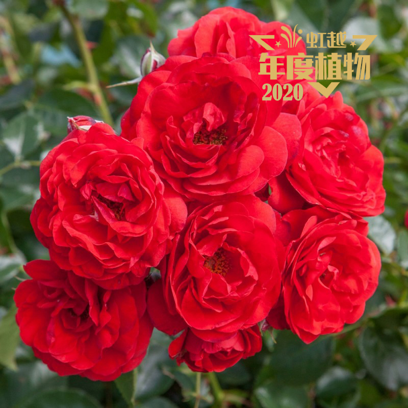 9001cc��ɳ�Գ�Ϊ�� �¼������ں졯