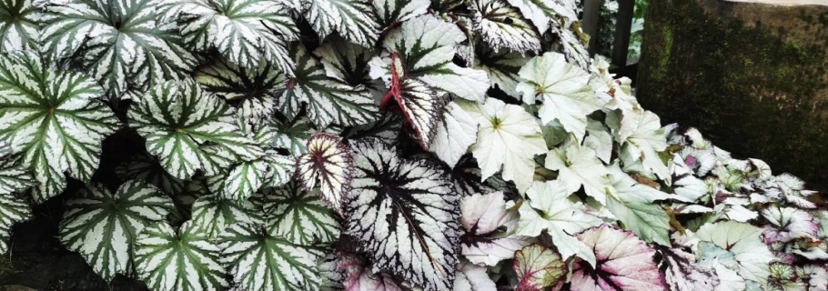 ����ϲ����Ҷ����ʵ������ | ԰�հٿơ��ﺣ��