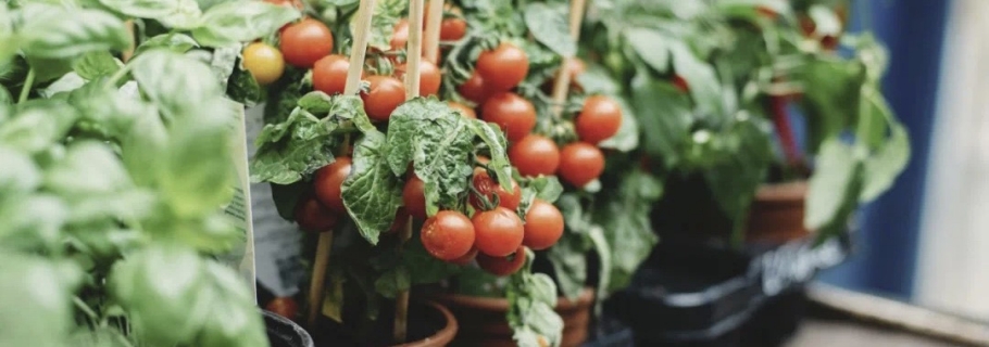 ��̨����һ��С�������ڼ��ջ�����������