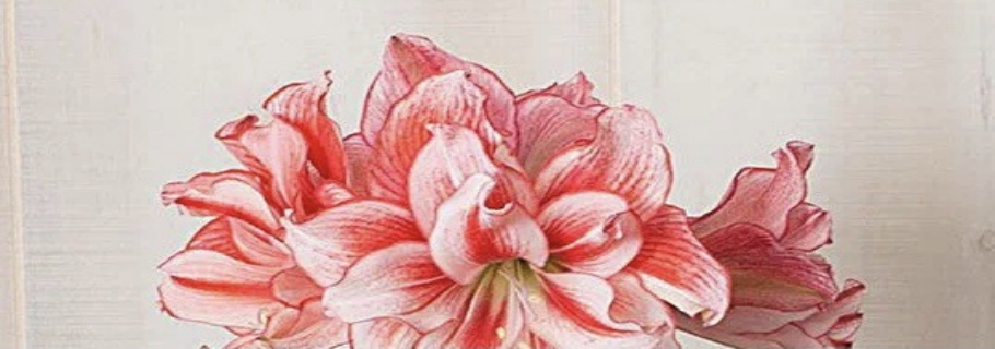 ���������������������û��֮һ����