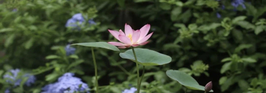 ��������Ȼ�Ҹ�ͷС������Ư���ֺ��棡