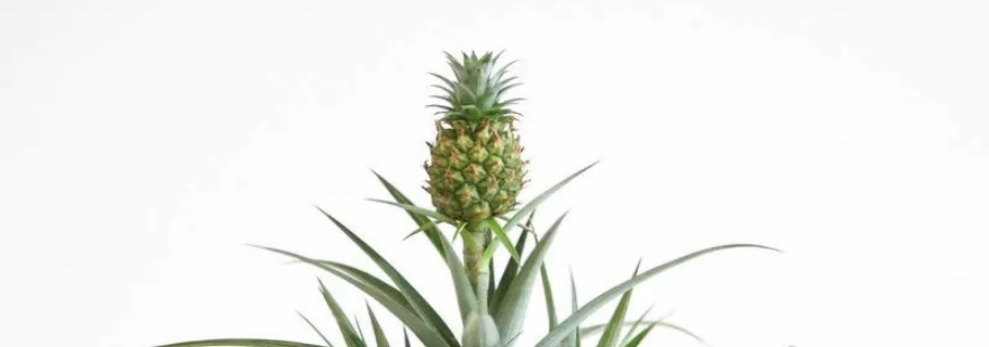 �����ֲ��ܵĿ�������ֵ��ӵ�У�