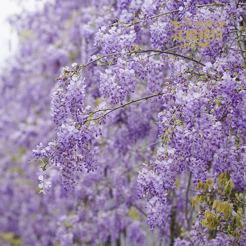 �ֻ�����ү? ���١�������˹��