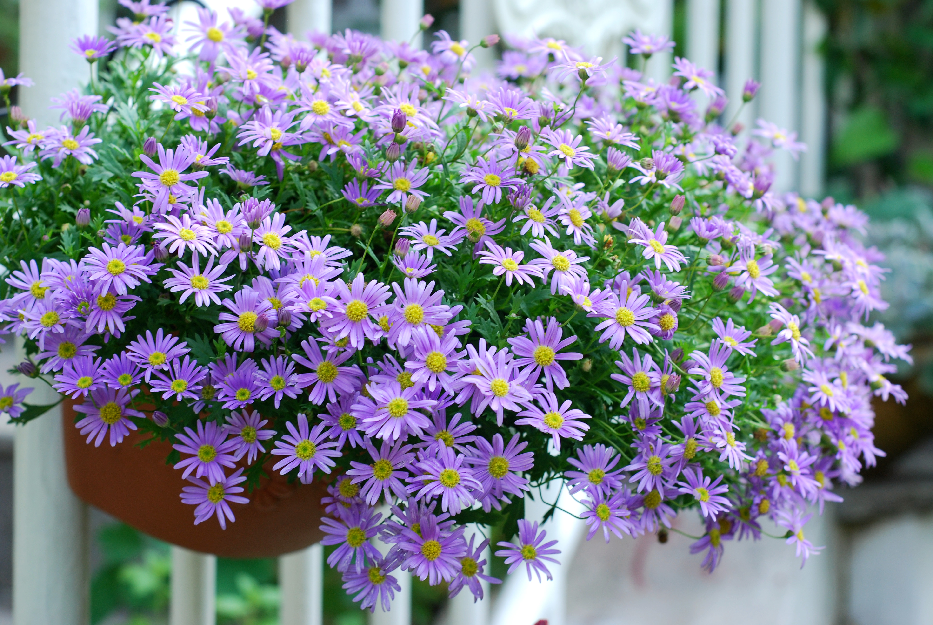 ����365��ļ�С�����ж�ɰ������������֪����