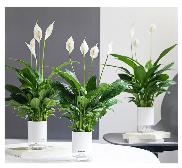 ���Լ���ˮ������ֲ�����ɱȼٻ�ʡ�Ķ���