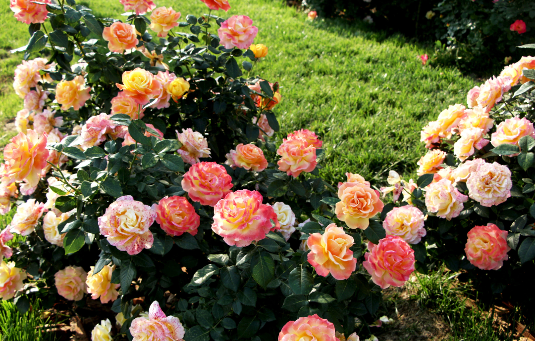 ���ǿ��9001cc��ɳ�Գ�Ϊ�� | �������������Ƥʵ�������������Ĺ���֮�⣡