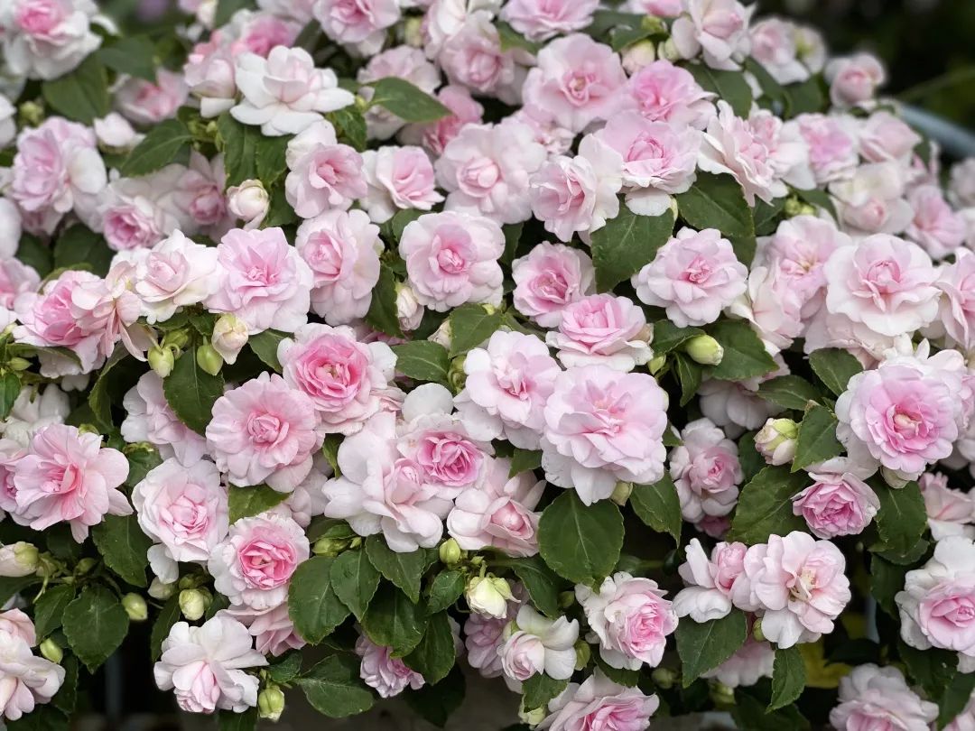 ��ƽƽ���桯С�ݻ������ɻ�����ô����ô��Ŀ