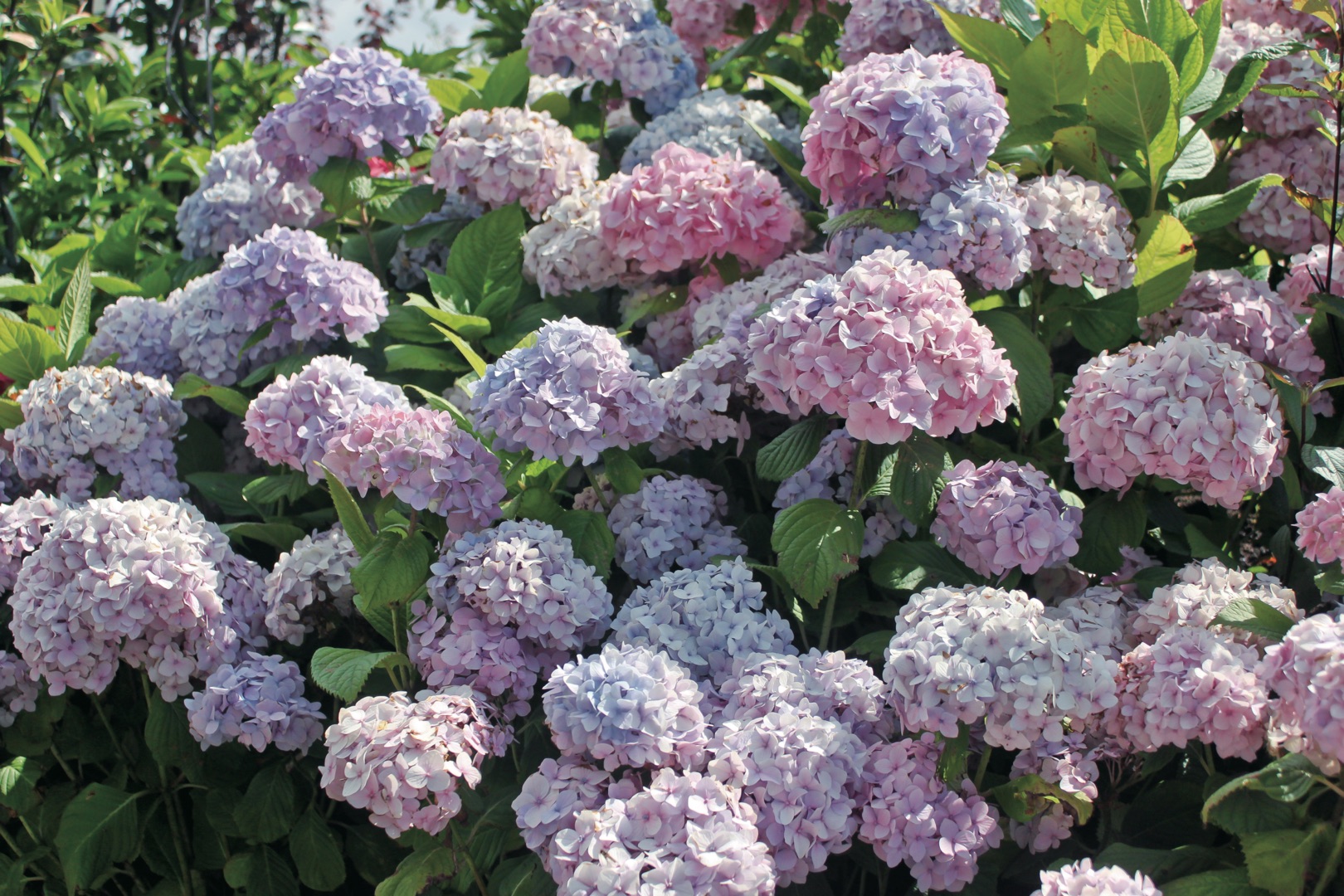 ��Ҫ���򻨿��ɺ����ٲ��޼������ˣ�