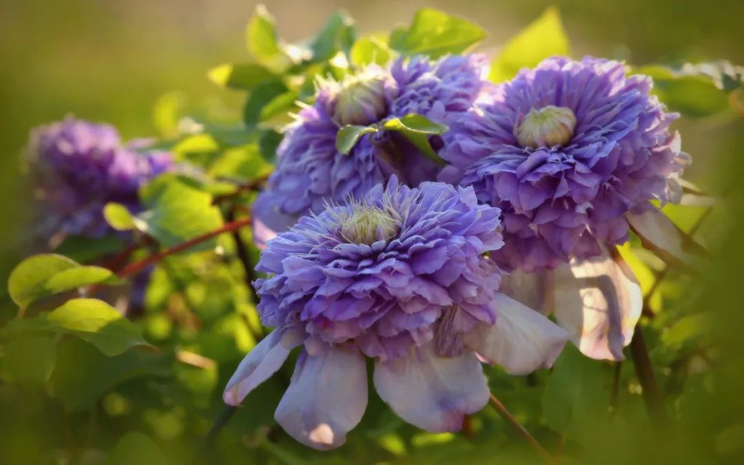 ��������+���ɱ������������������Զ���š����⡯��