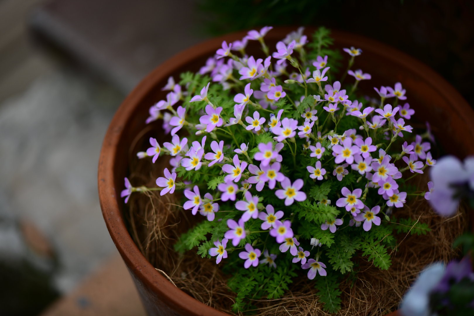 �Դ������ı���С�ɰ����紺��԰��Ư�����ؾ�Ȼ������