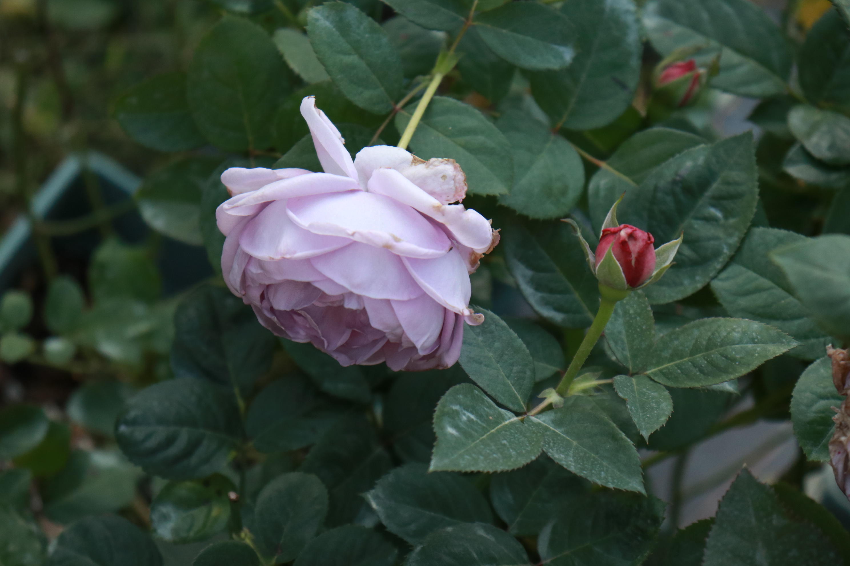 ����¼�Ĩѿ������