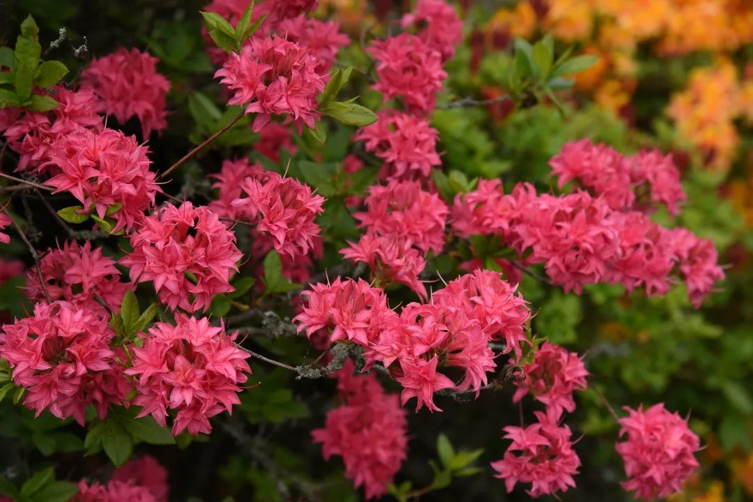 ����û��٭����Ҷ�ž������¾ͳɴ��ұ���