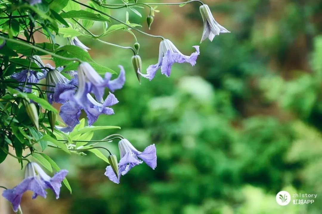 Խ��Խ�����ľ���С�ɰ��������������ĺ���ͷ