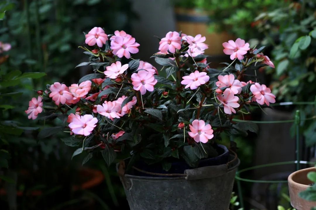 ���롰���˼ҵĻ�԰��ֻ��һ��ɣ��˹?