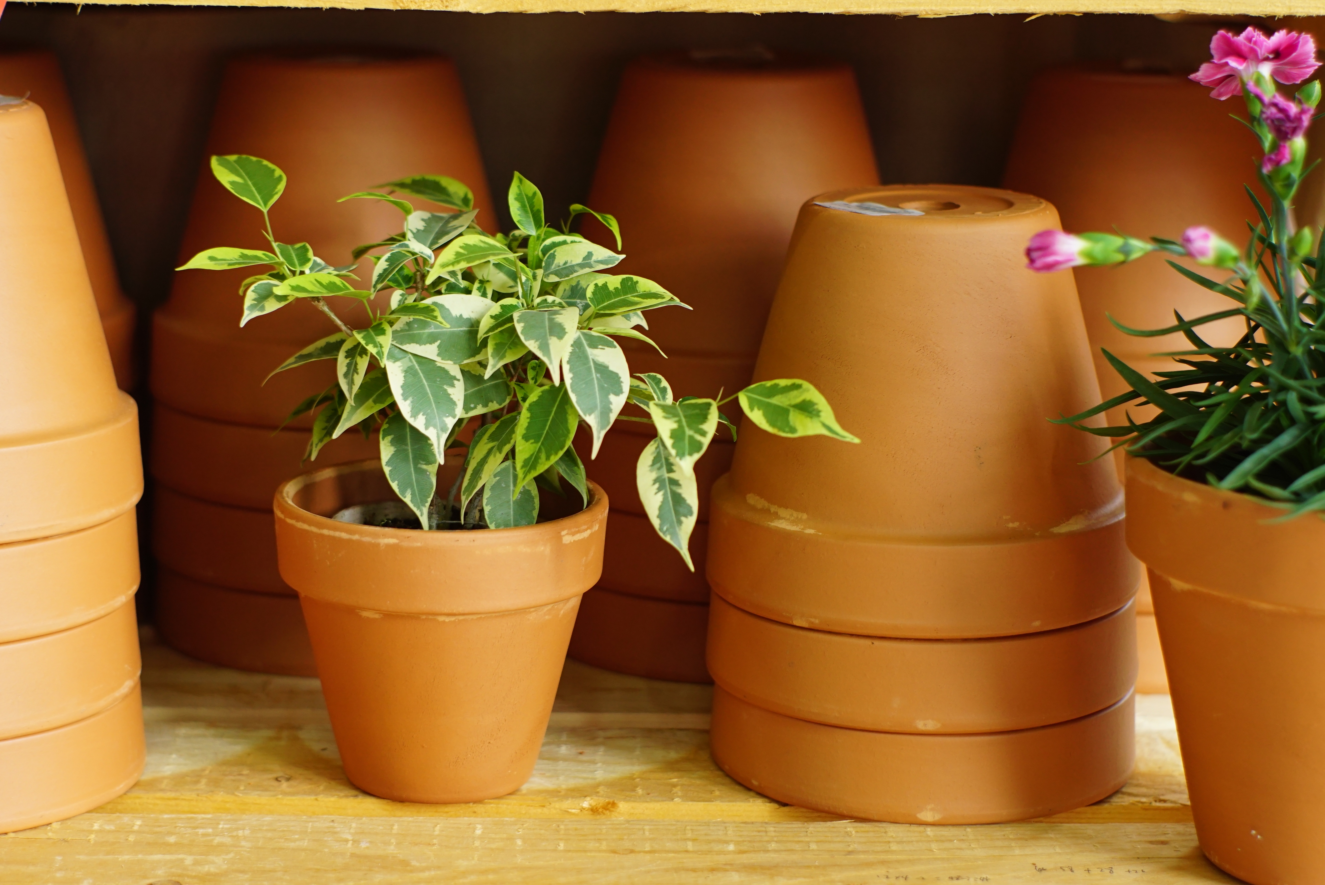 ��������ӵ���ֲ�軨��ͻ����ֵ���ޣ�