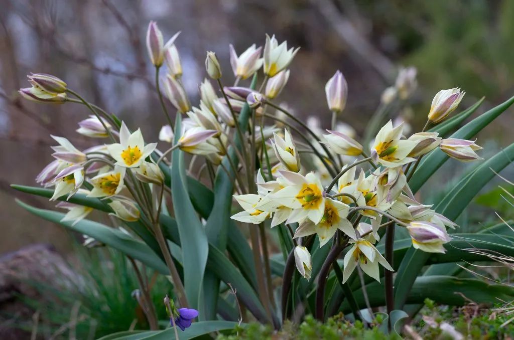 ��ƽƽ���桯СҰ����ƾʲô����Ϊ�й���������