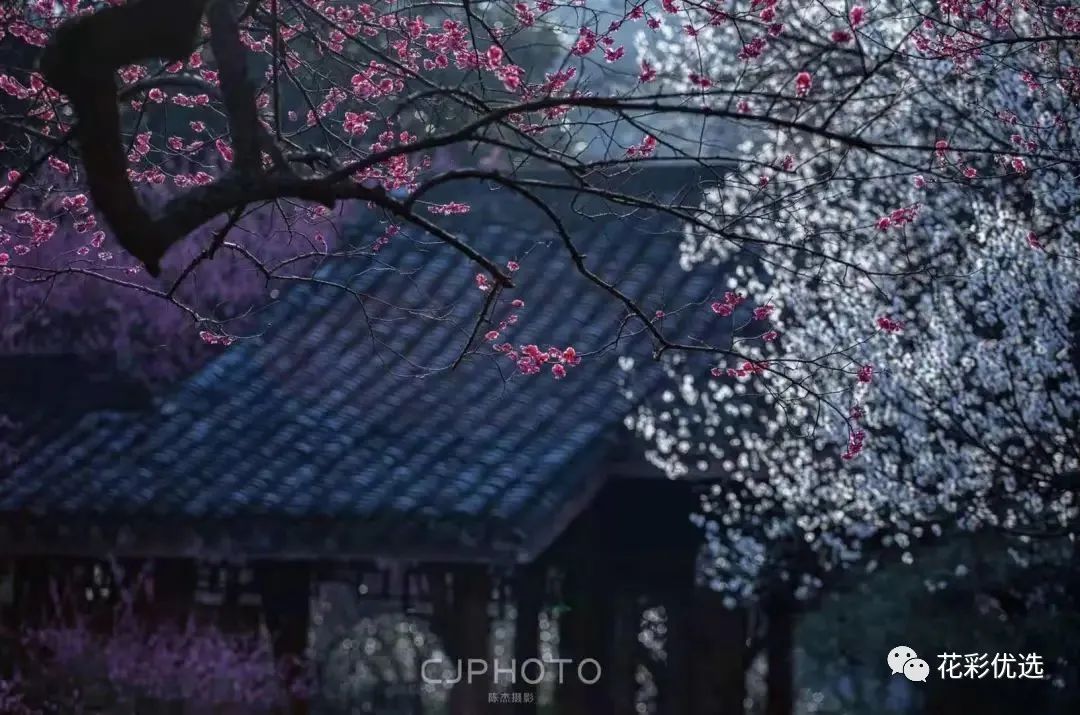 �⼸�ֻ����ֲ����������춼Ƿʢ��˼�����ˣ�