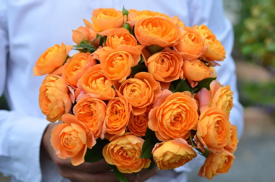 ���ɱ���10������������̨��԰����Զ����