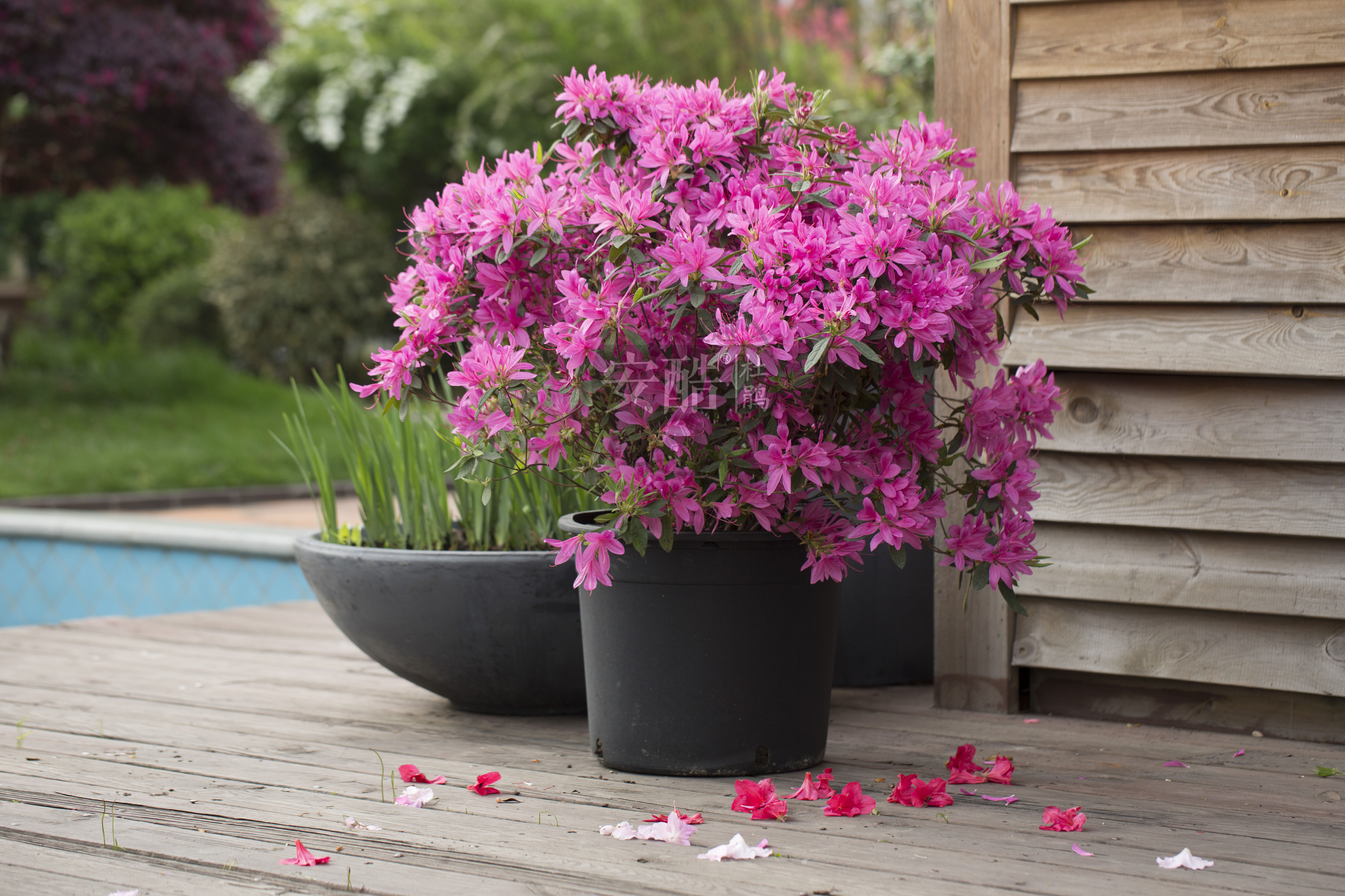 ����ž顪��9001cc��ɳ�Գ�Ϊ����������༾�Ż��ž�Ʒ��