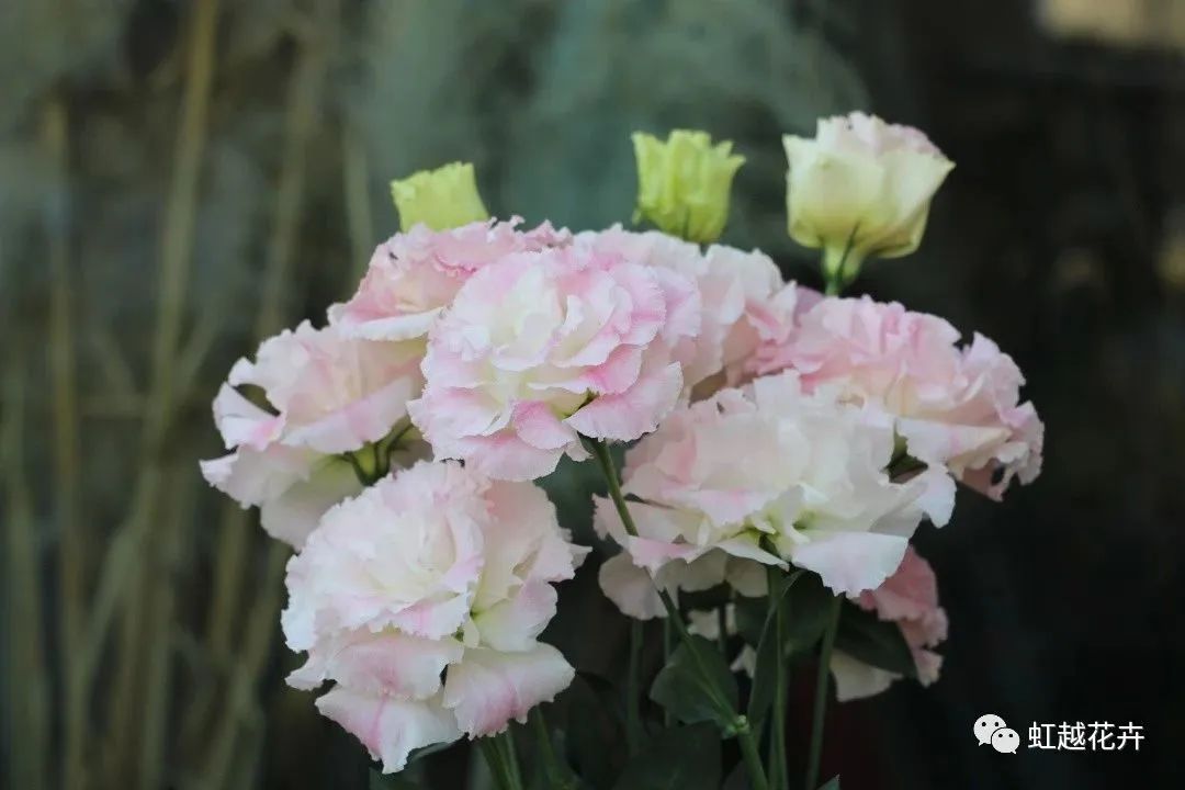 2022�����ACS��ѡЧ����ʽ����