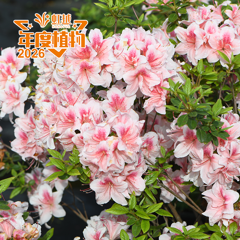 ����?�ž顮���