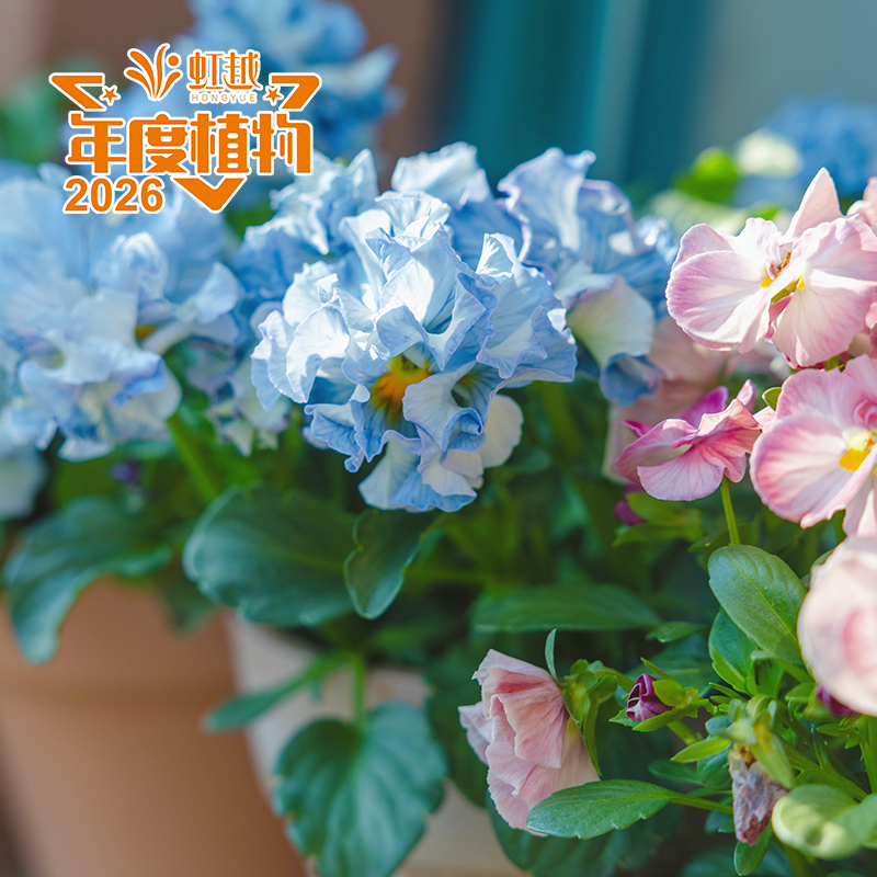 ����?������ˮɫ������