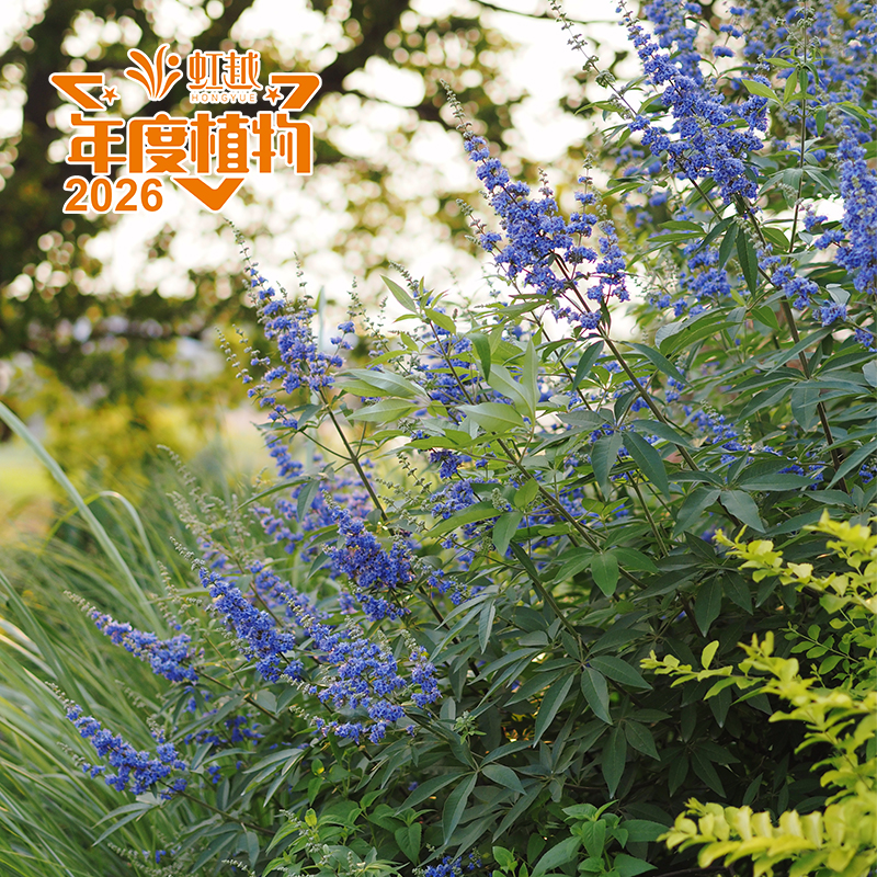 9001cc��ɳ�Գ�Ϊ��?�뻨ĵ��